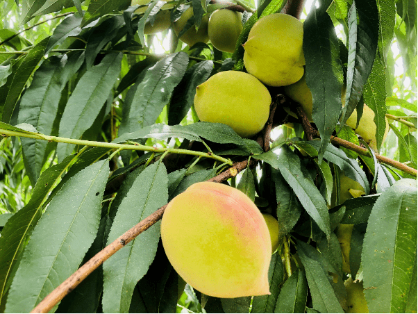 33亩的桃树郁郁葱葱