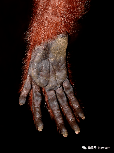 靠嗓门比武的新世界猴-红吼猴