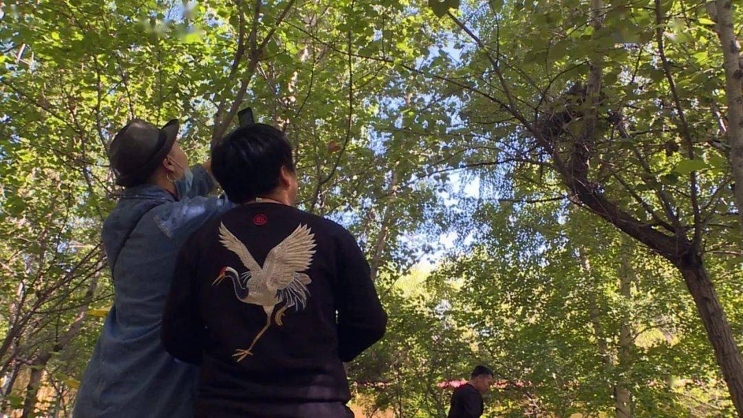 雀鹰巧搭窝乌苏人鸟共和谐