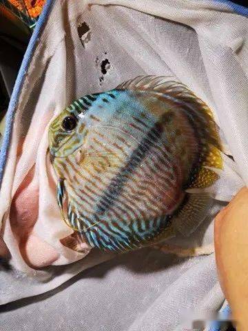 黑格尔七彩是野生七彩神仙的三大品种之一,属于慈鲷科,是最早被发现及