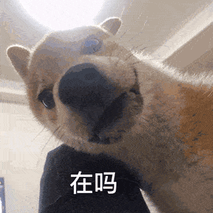 沙雕表情包分享你好我舔狗