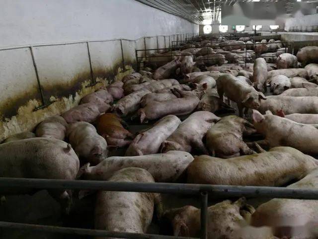 案例梧州岑溪市这个猪场一直无非瘟骚扰大量运用牧草酒糟等进行低成本