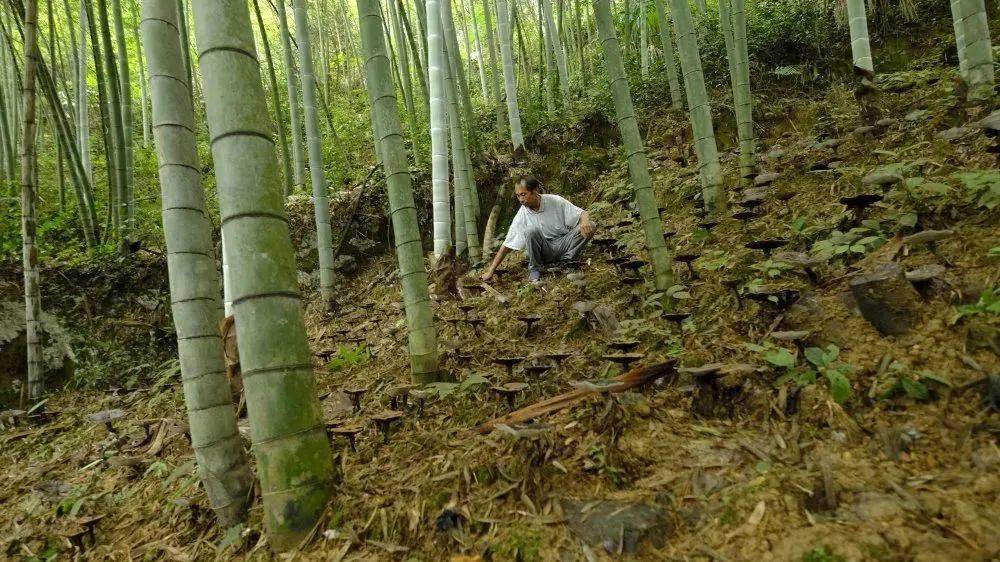 钩藤如何种植