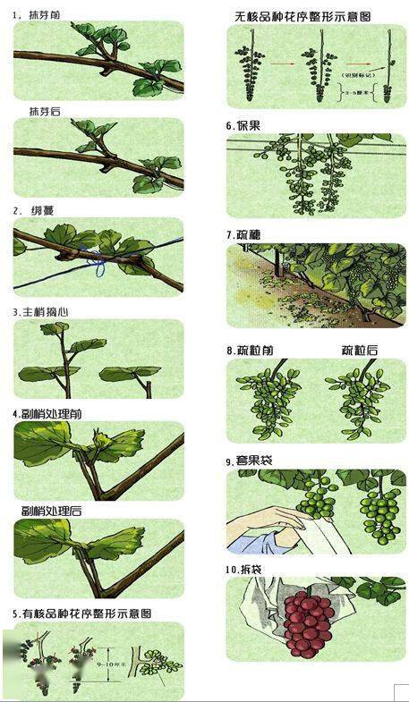 桃子的生长过程简介图片