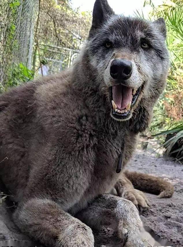 111斤的大狼狗,长得太像狼被主人抛弃,其实只是爱撒娇的狗狗