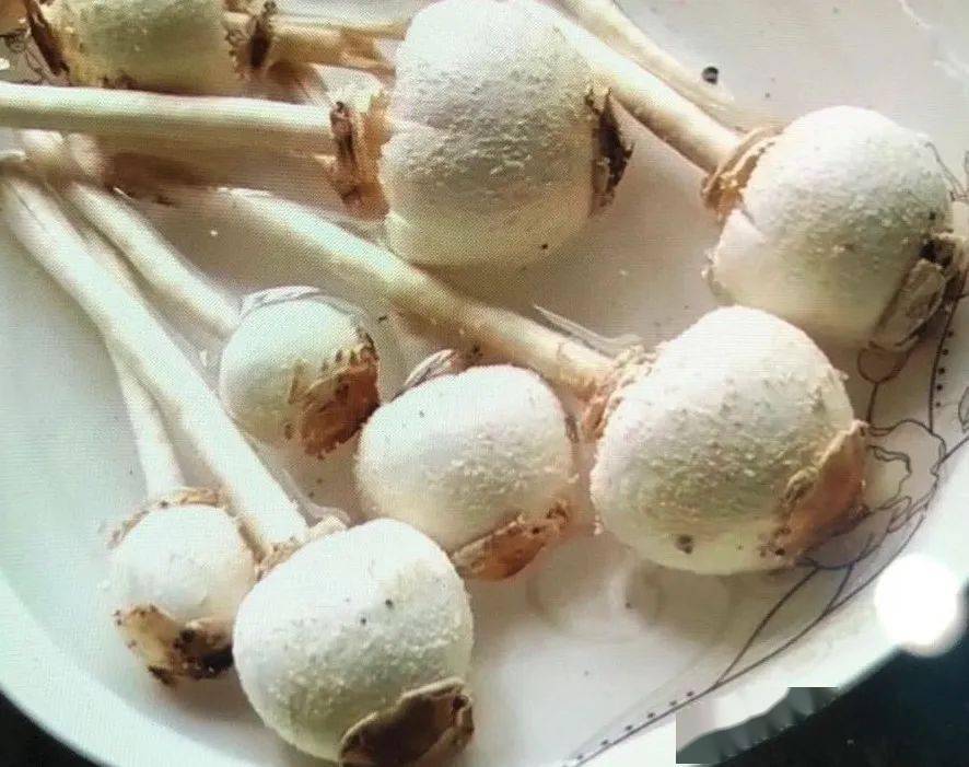 我省最常见的毒蘑菇是大青褶伞(铅绿褶菇),日本红菇(背土菌,石灰菌)等