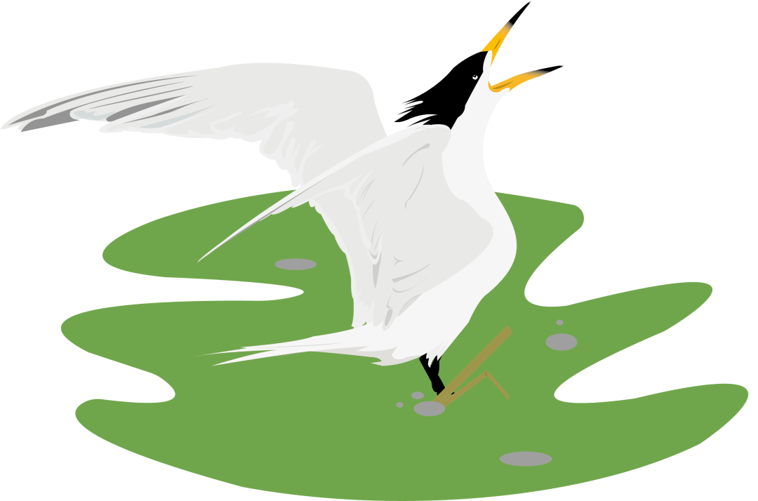 最先登岛的是中华凤头燕鸥的好朋友-大凤头燕鸥.