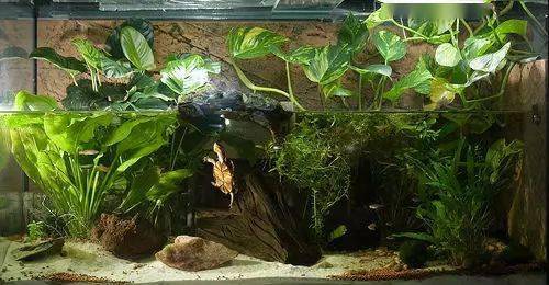 一组龟缸造景美图,可供喜欢造景的龟友参考