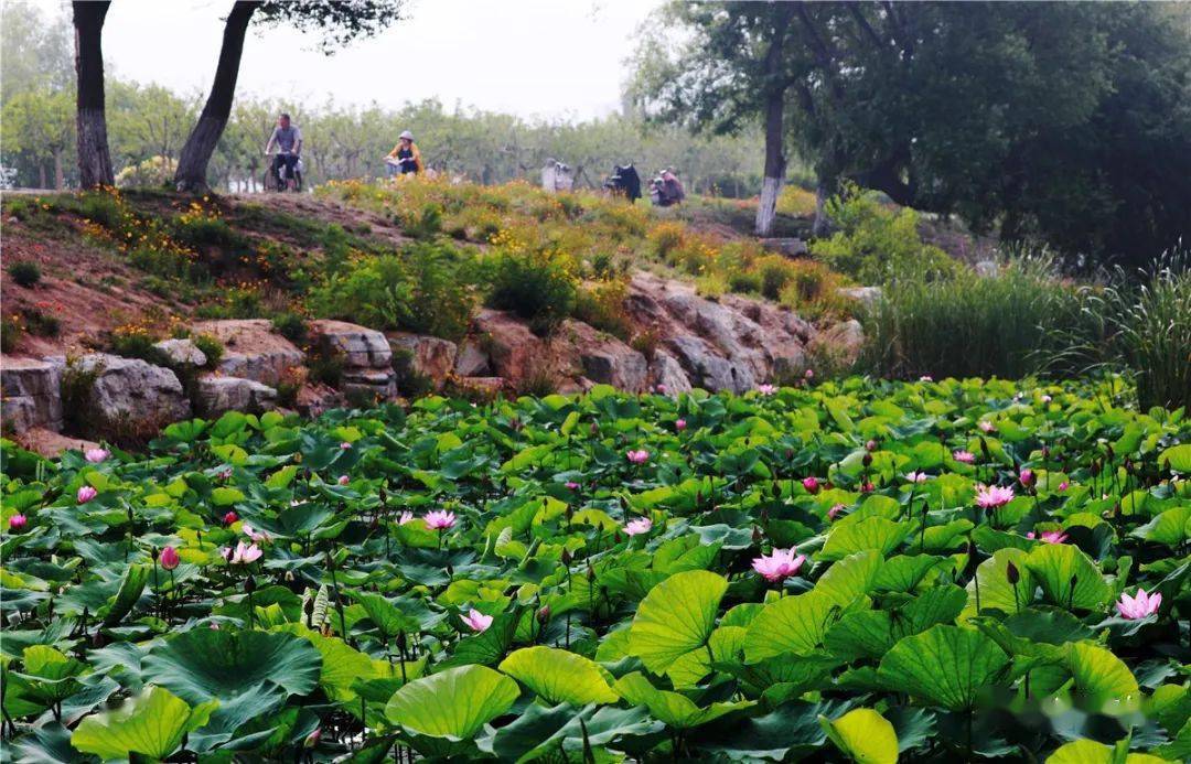 来张村镇滨河公园赴一场荷花之约吧