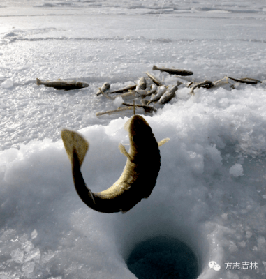 冬季,生活在黑龙江,松花江和乌苏里江畔的人们开始凿冰捕鱼.