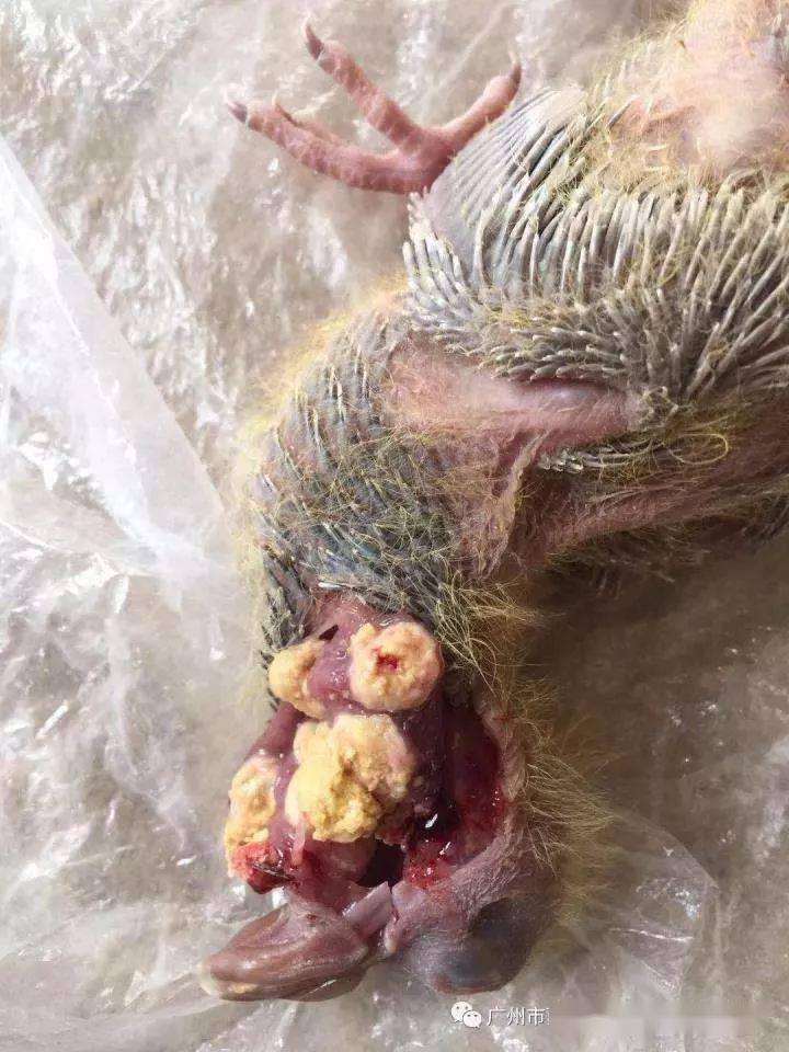 毛滴虫要想根除,必须做到这几步_种鸽