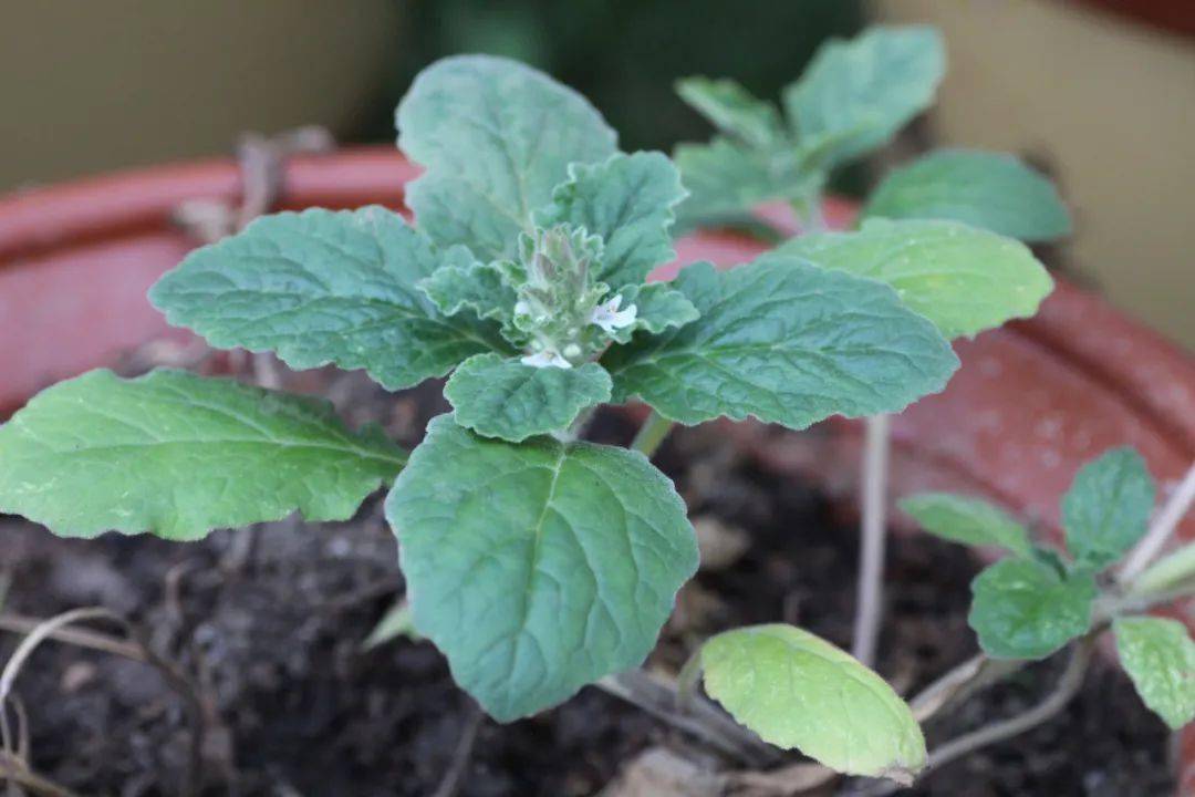 夏枯草它真的枯了