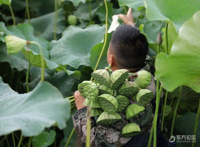 荷花盛开时节看看采莲蓬挖藕的场景