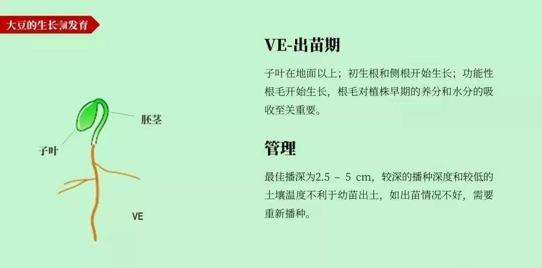 大豆的一生,种植大豆必读!