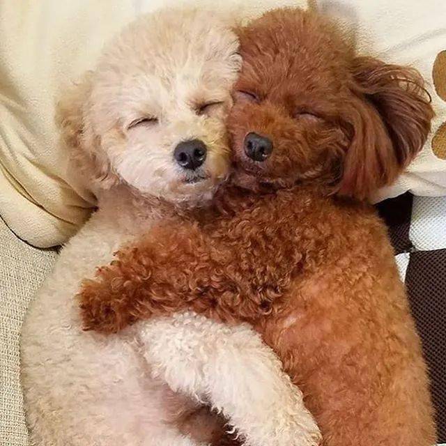 两只狗狗拥抱的图片图片