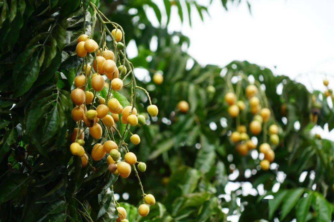 武鸣这村子500多亩黄皮果熟啦约吗