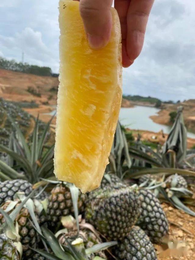 葵潭又出名了凤梨王国惠来葵潭镇