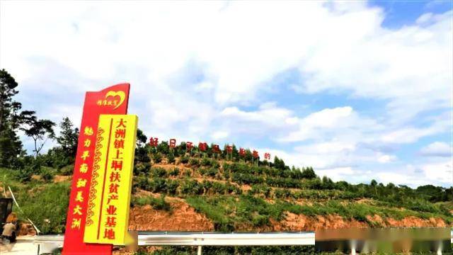 千名记者一线行】大洲镇:"数字果园"为山区群众插上致富的翅膀_平南县