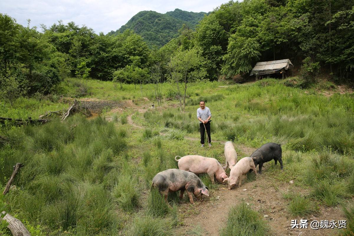 54岁男子深山养猪把家猪当野猪养跑山猪瘦肉多特好卖