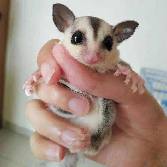 辟谣蜜袋鼯健不健康要看胖瘦并不是被毛颜色是更重要的标准