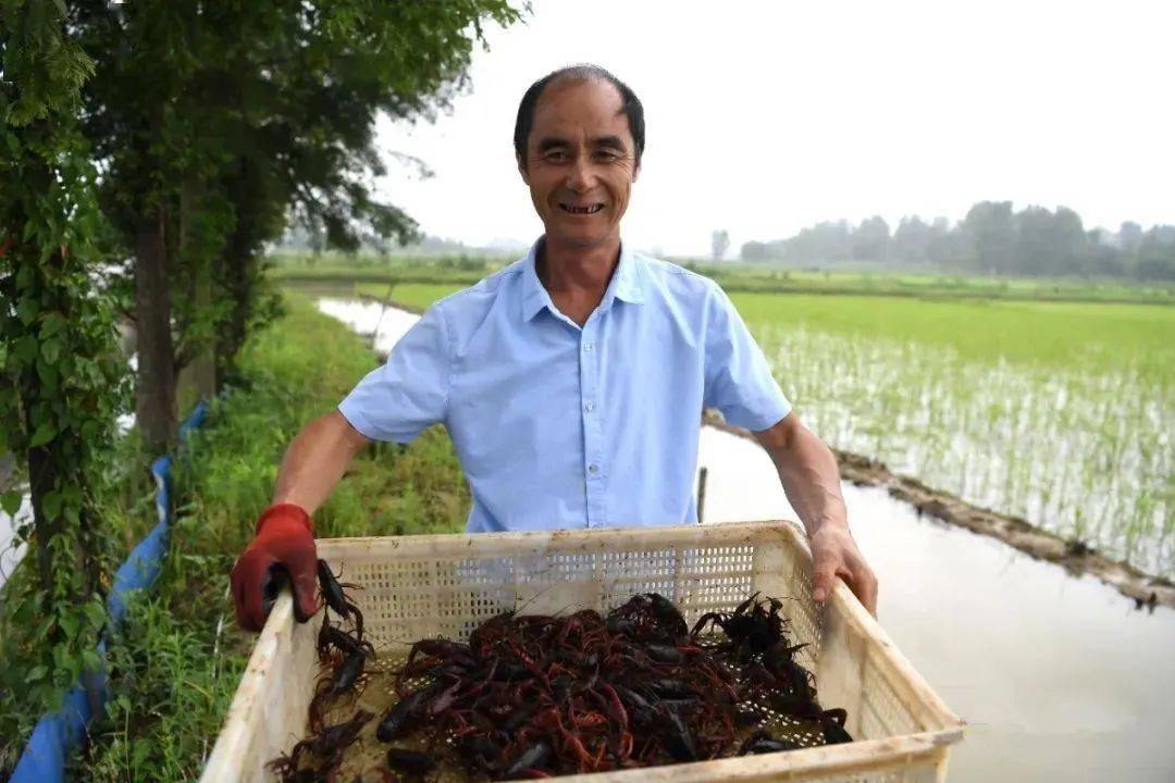 张俊汉展示稻虾共作田里捕捉的小龙虾