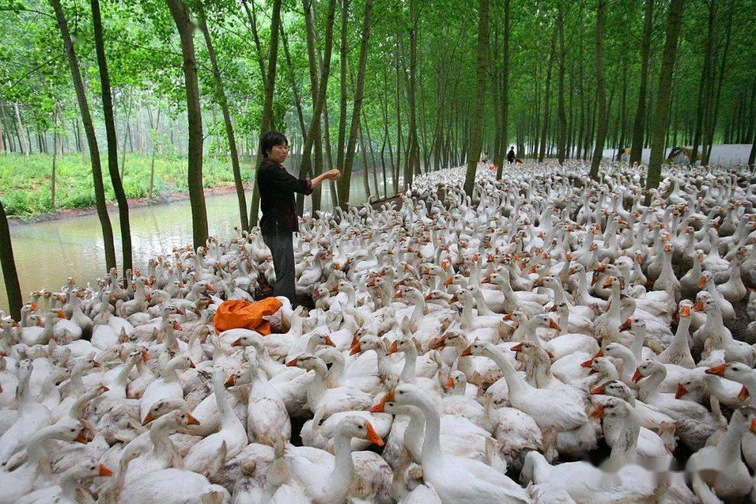 发酵饲料在养鹅上效果好,详细对比数据让你感受发酵饲料带来的好处