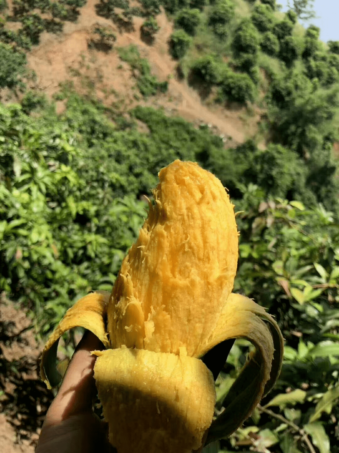 成熟的桂七芒果肉呈淡黄色 它的果肉特别滑润细腻柔软