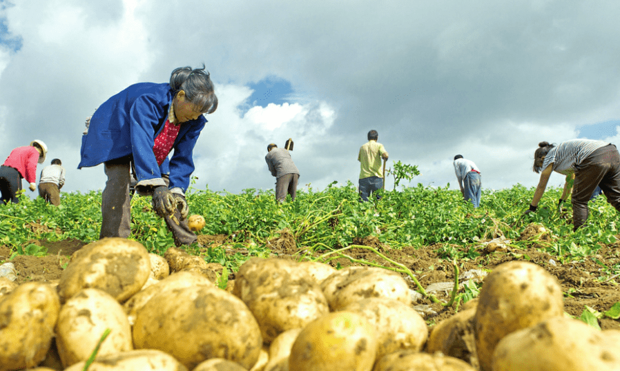 岚县土豆喜获丰收