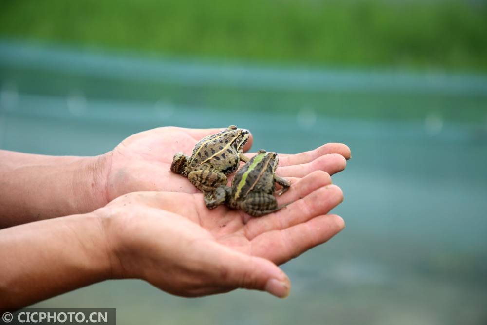 江苏泰州:夏日稻田养蛙忙