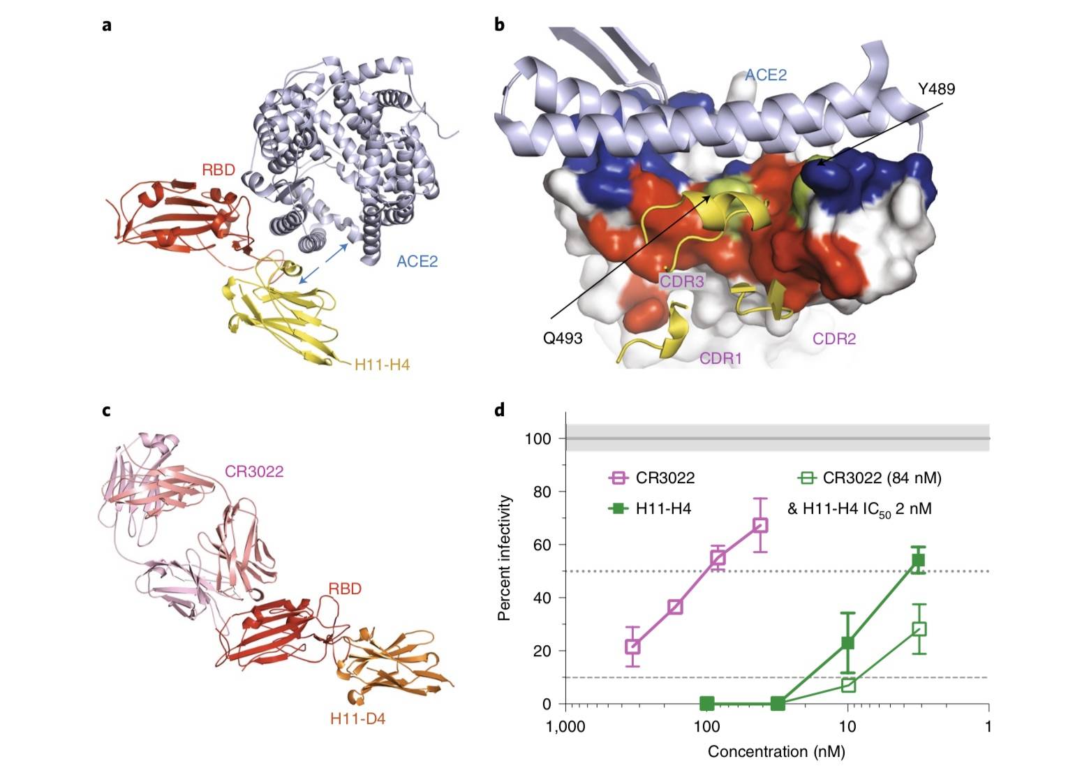 牛津大学:源自大羊驼的两种小而稳定纳米抗体可中和新冠病毒