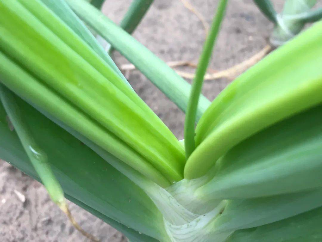 蓟马难防又难治,快来看看这个好办法!