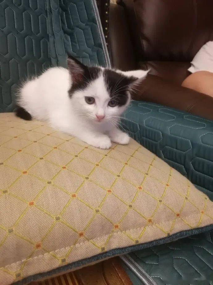长毛奶牛猫求领养