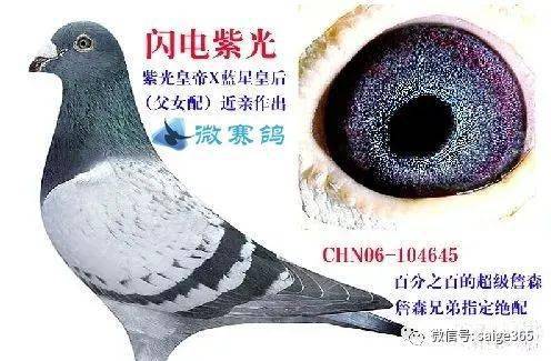 世界最好的紫罗兰眼是怎么作出的?_信鸽