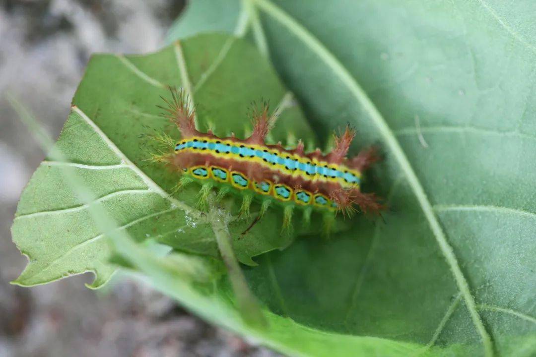 令人"刻骨铭心"的洋辣子,你还记得吗?