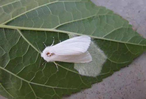 四平已诱捕美国白蛾300多头今年市区发生白蛾疫情可能性增大