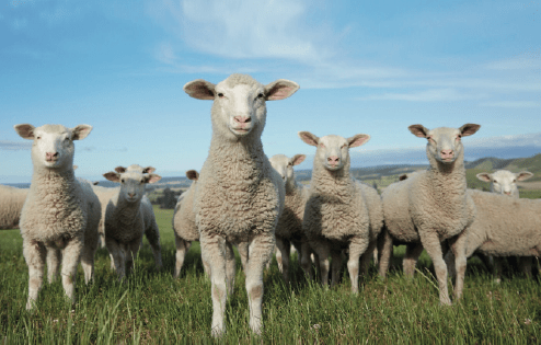 这种食物营养价值高,还好消化,却很少有人知道_sheep