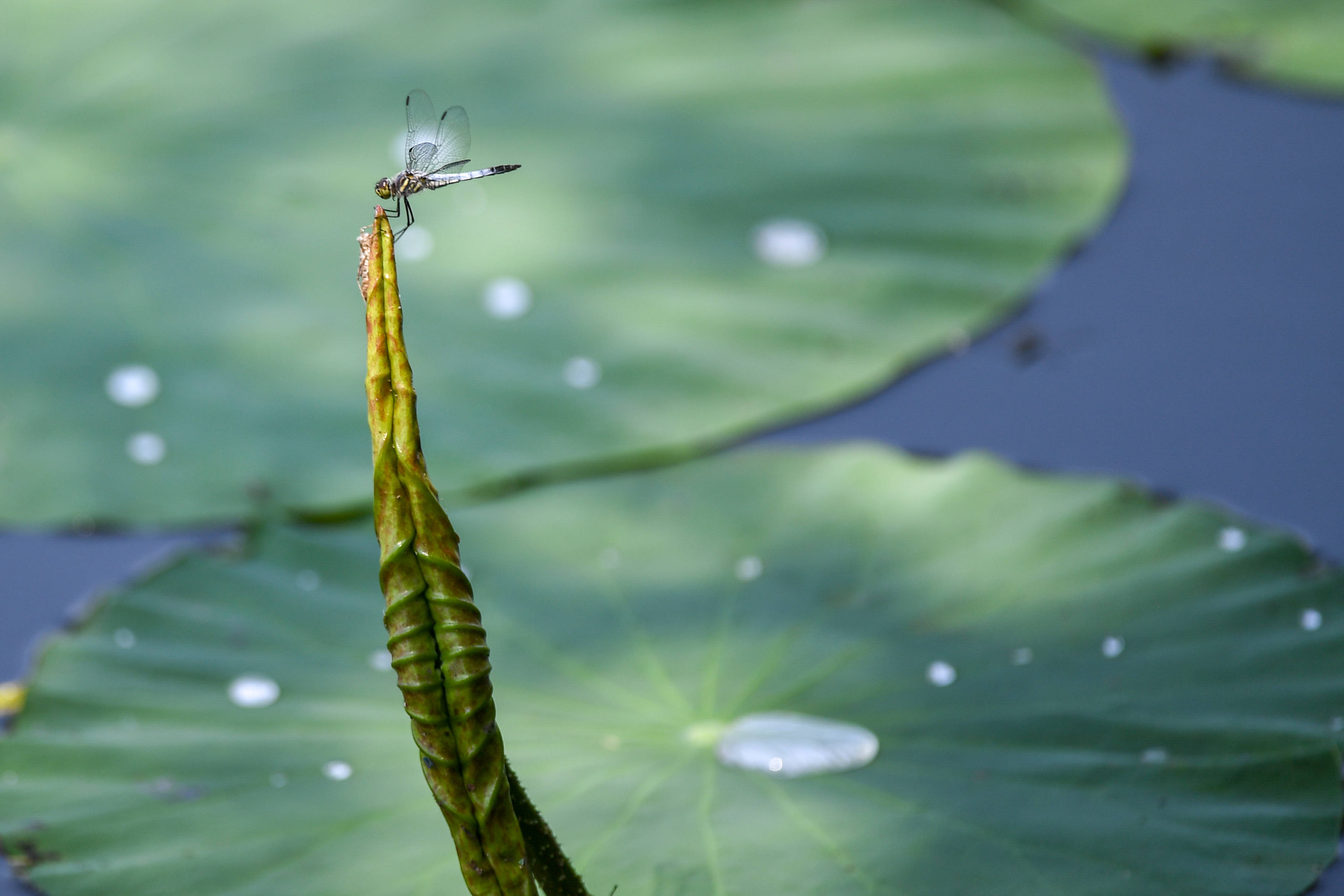 在长春南湖公园,一只蜻蜓在荷叶上停歇(7月16日摄).返回搜狐,查看更多