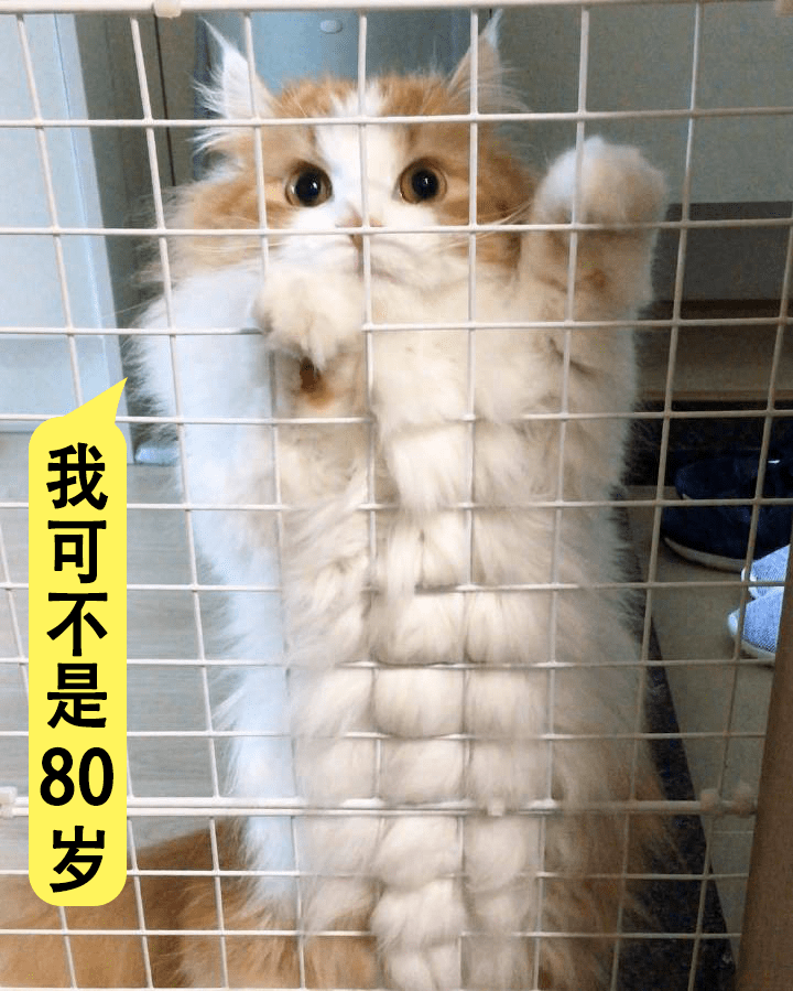 也许有一天,八十岁拥有八块腹肌不是梦促进能量代谢,延缓衰老同时作用