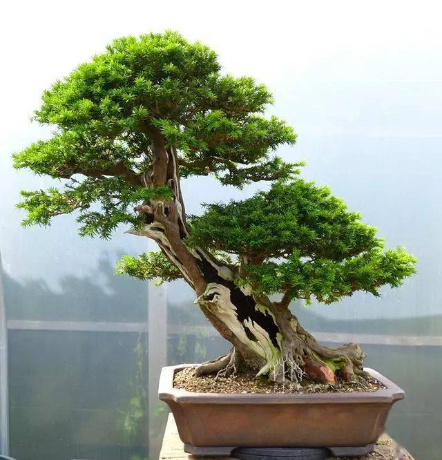 爱木盆景i普通紫杉盆景桩材大变身舍利雕刻是重点这才是高手