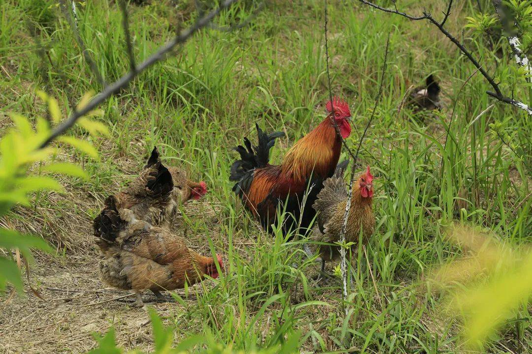 本周日,宝山散养鸡直送,欢迎提前预定