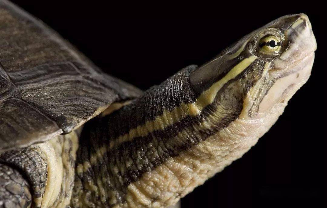 怎样去辨认纯正的越南种南石龟呢?_黑色