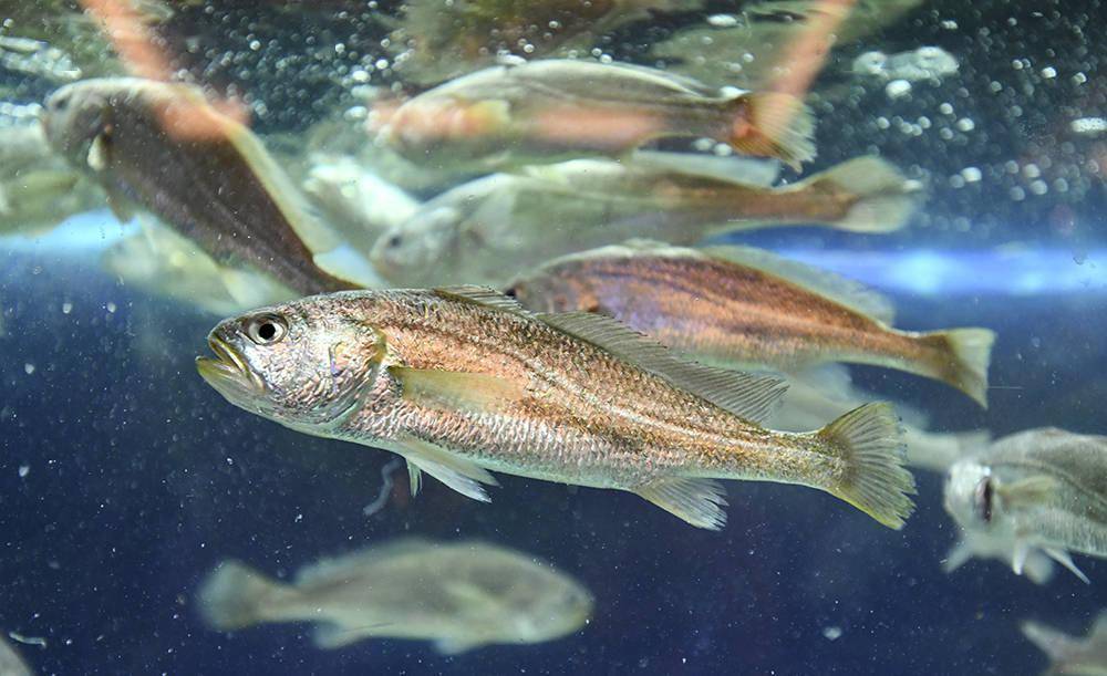 养殖,病害防治,育种和品牌等"五大技术"体系,以及分子育种研究,鱼类