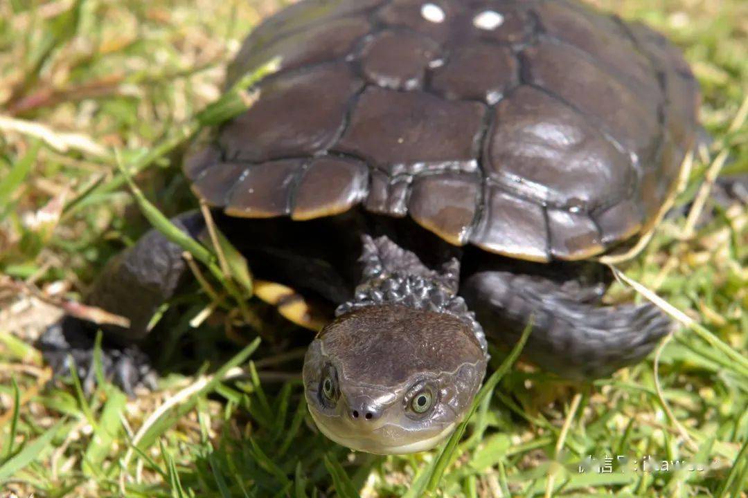 物种图册-澳洲短颈龟