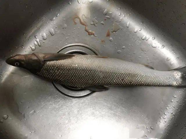 一位钓友半开玩笑的说,这条鱼长着龙形龙身,可能是流传已久的白龙鱼