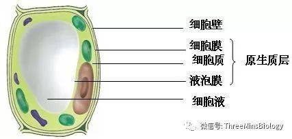 1葡萄糖 1果糖大分子和顆粒性物質通過 胞吞作用進入細胞,通過 胞吐