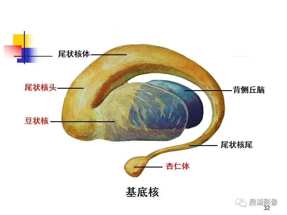 不容错过高清端脑详细解剖图谱