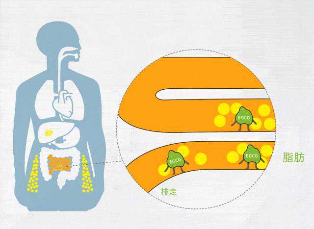 理气和中的作用,可以缓解消化不良,呕吐,腹泻等胃肠道不适