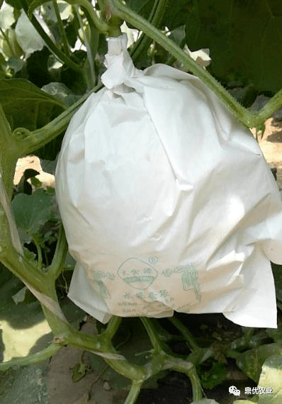 甜瓜种植主推技术简介