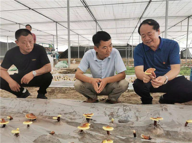 许昌市建安区陈曹乡许东村世纪香食用菌扶贫基地的蘑菇大棚里,满头