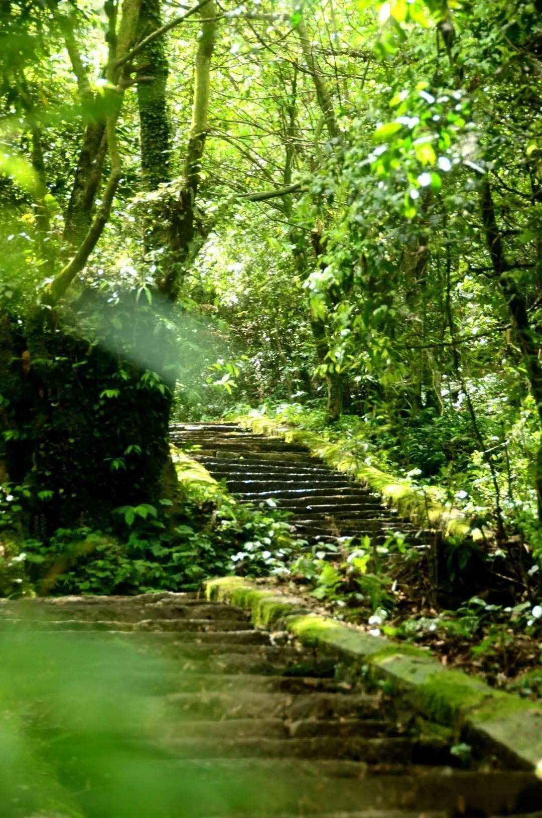 到了筠连,这几个夏日避暑的好地方你一定要去!_珙桐